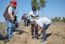Инициативу по восстановлению сгоревшего ленточного бора поддержал Токаев
