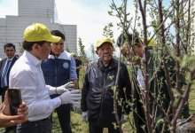 Деятели культуры высадят тысячу яблонь в Алматы