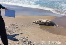 Мертвых тюленей обнаружили на берегу Каспия