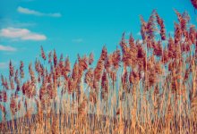 Камыш горит в пяти километрах от Балхаша