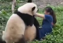 Панды напали на людей в зоопарке Чунцина в Китае