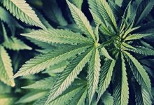 Полкило гашиша прислали по почте из Швеции в Астану