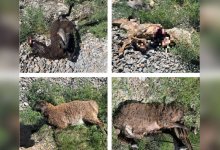 Отара овец попала под грузовой поезд в Кызылординской области