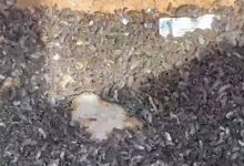Черные черви заполонили частный сектор в Талдыкоргане (ВИДЕО)