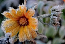 Заморозки и туман ожидаются в Казахстане