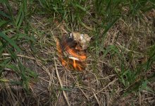 9 из 10 природных пожаров происходят по вине человека - спасатели