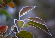 Заморозки ожидаются в Казахстане