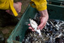 Рыбные хозяйства подверглись необоснованному уголовному преследованию – мажилисмен