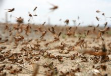 Нашествие саранчи грозит Атырауской области
