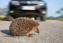 Ежа вместо мяча: казахстанцев возмутило жестокое обращение с животным