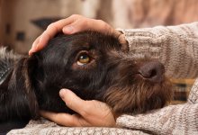 Мужчина жестоко избил собаку в Усть-Каменогорске