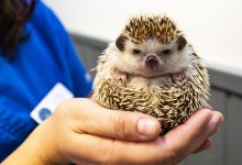 Казахстанские пожарные спасли ежа из горящего дома (ВИДЕО)