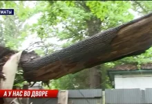 В Алматы дуб рухнул на крышу жилого дома