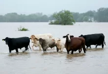 Компенсации за погибший скот начали выплачивать в Кульсары