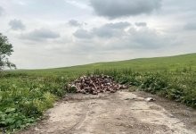 Десятки черепов животных обнаружили в Шымкенте