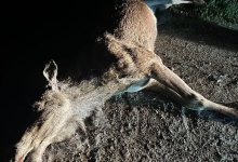 Машина сбила лося на трассе в Абайской области