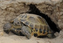 Сохраним нашу черепаху: как отметили в Казахстане значимый для природы день