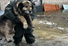 МЧС поделилось видео спасения животных в Атырауской области