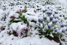 Майский снег выпал в горах близ Алматы