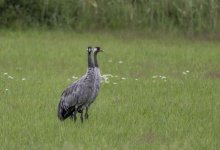 Краснокнижную птицу заметили в Боровом (ВИДЕО)