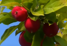 В Уральске после паводков гибнет уникальный сад