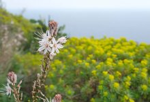 Казахстанцев могут осудить за перевозку адыраспана из России