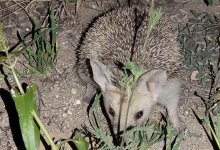 Паводок вызвал нашествие ежей в Актау