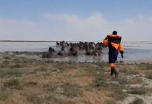 Свыше 300 лошадей едва не утонули в Атырауской области