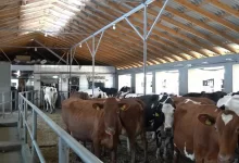 Животноводческие фермы Шымкента на грани закрытия