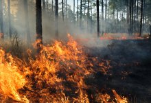 Масштабный пожар охватил лес в Жамбылской области