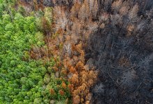 Миллиарды тенге на борьбу с лесными пожарами не освоили в РК