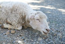 Подготовка к Курбан айту 2024: мясники проходят сертификацию