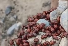 Полчища летающих жуков-вредителей атаковали жителей Семея