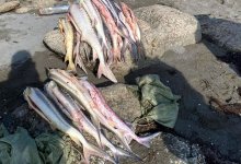 Более 7,3 млн тенге штрафов: итоги рыбоохранной акции подвели в КНБ