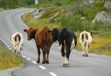 Светоотражающие ленты для скота выдадут фермерам в Жетысуской области