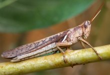 Распространение саранчи побило рекорд последних лет в Туркестанской области