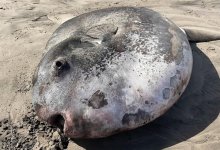 Редкую рыбу выбросило на берег в США