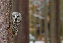 Как переводится қолшатыр? Житель Кокшетау обыграл знатока "Что? Где? Когда?" (ВИДЕО)