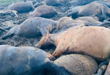 68 лошадей пали, испугавшись грозы в Акмолинской области