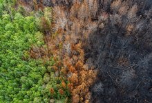 Уроки не усвоены – депутат о рисках новых лесных пожаров в Казахстане