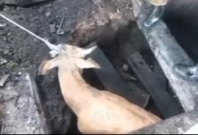 Корова провалилась в подвал в Восточном Казахстане