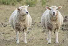 Сбежали от ножа: двух баранов заметили на улицах Астаны (ВИДЕО)