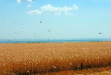 Саранча оживает из-за некачественной протравки – фермеры Туркестанской области