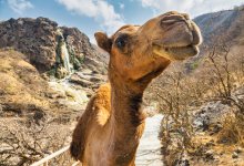 Верблюды встречают на вокзале приезжающих в Актау гостей (ВИДЕО)