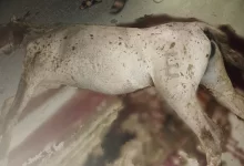 ДТП в Жанаозене: семья с грудным ребенком наехала на лошадь