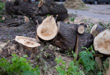 Рост экологических преступлений отмечен в Казахстане