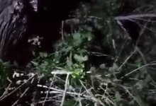 В Казахстане женщина выпала из окна и застряла на дереве