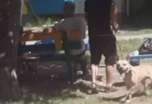 Пьяные мужчины натравили питбуля на женщин и двух собак в Рудном (ВИДЕО)