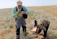 Ученые обнаружили новый вид растений в ЗКО