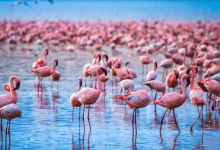 Стая розовых фламинго прилетела в Атырау